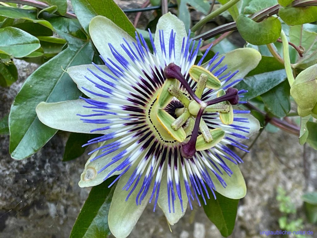 Nahaufnahme einer blauen Passionsblume am blühen