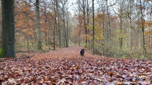 Blätter liegen auf dem Waldweg im Herbst