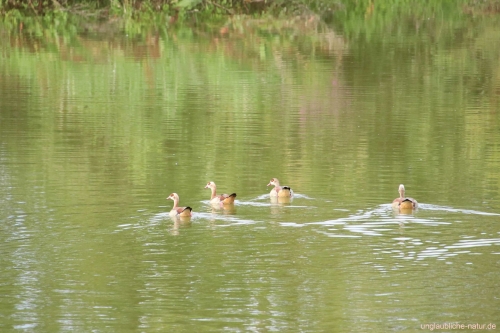 Nilgänse schwimmen im See im Vogelschutzgebiet 2