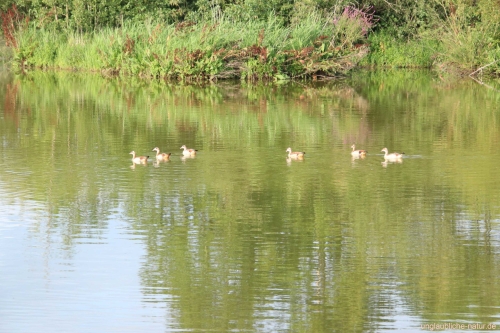 Nilgänse schwimmen im See im Vogelschutzgebiet 3