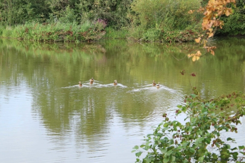Nilgänse schwimmen im See im Vogelschutzgebiet